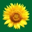 Logo Kräuterhaus Sanct Bernhard