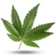 Logo Lord of CBD