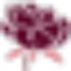 Logo Pivoine Lingerie