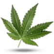 Logo Lord of CBD