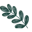 Logo Maison du laurier