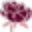 Logo Pivoine Lingerie