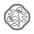 Logo Shiseido