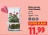 Promo Rosier en vase Saint-Valentin