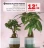 Promo Mixte Plantes Vertes