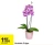 Promo Orchidée 2 tiges