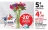 Promo Bouquet 10 anémones