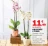 Promo Orchidée 2 Tiges