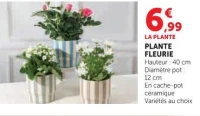 Plante fleurie