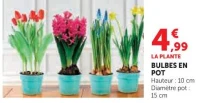 Bulbes en pot