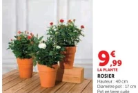 ROSIER Hauteur 40 cm, Diamètre pot 17 cm