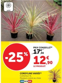 CORDYLINE VARIÉE