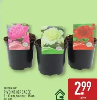 PIVOINE HERBACÉE Ø : 13 cm, hauteur : 15 cm.