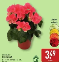 BÉGONIA Ø : 14 cm, hauteur : 27 cm.