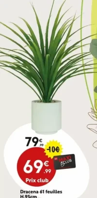 Dracena 61 feuilles H.95cm