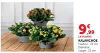 KALANCHOE