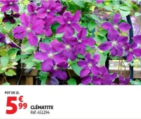 CLÉMATITE