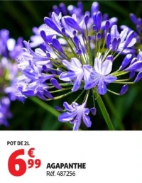 AGAPANTHE