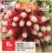 Promo Radis rose