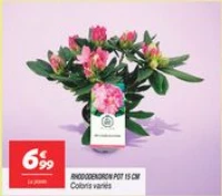 Rhododendron pot 15 cm 