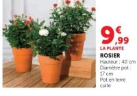 LA PLANTE ROSIER