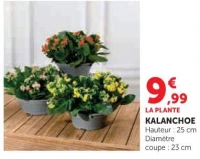 LA PLANTE KALANCHOE
