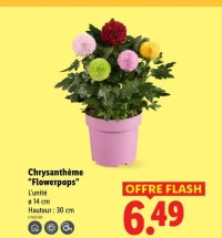 Chrysanthème "Flowerpops"