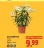 Promo Lys Longiflorum