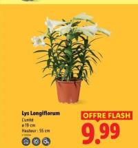 Lys Longiflorum