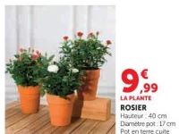 ROSIER Hauteur 40 cm