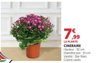 CINERAIRE Variété : Star Wars Coloris variés