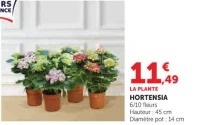 HORTENSIA 6/10 fleurs