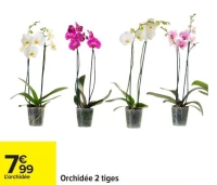 Orchidée 2 tiges