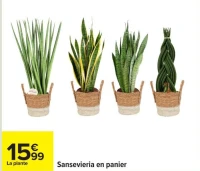 Sansevieria en panier
