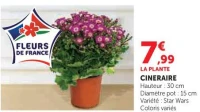La plante Cineraire