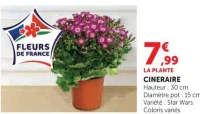 Plante Cineraire