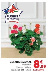 Geranium Zonal