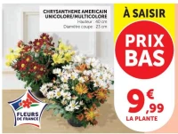 Chrysantheme Americain