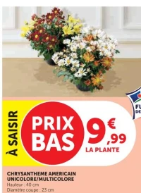 CHRYSANTHEME AMERICAIN UNICOLORE/MULTICOLORE