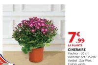 CINERAIRE Variété Star Wars