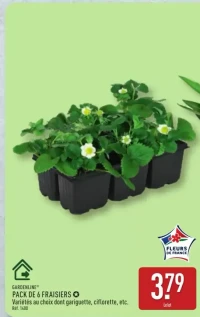 GARDENLINE® PACK DE 6 FRAISIERS