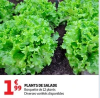 Plants de salade