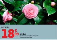 CAMELIA