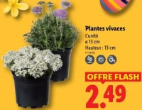 Plantes vivaces