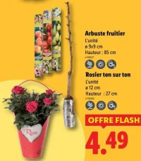 Arbuste fruitier / Rosier ton sur ton