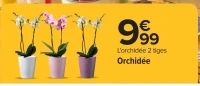 L'orchidée 2 tiges