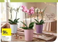 Orchidée 2 tiges avec céramique