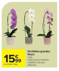 Orchidées grandes fleurs 1 tige.