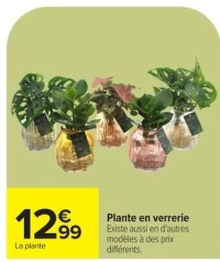 Plante en verrerie