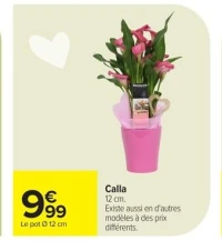 Calla 12 cm